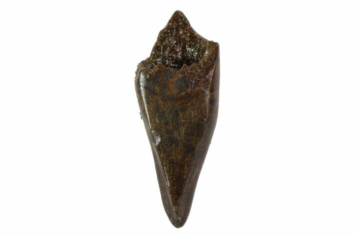 Tyrannosaur (Nanotyrannus) Premax Tooth - South Dakota #97451